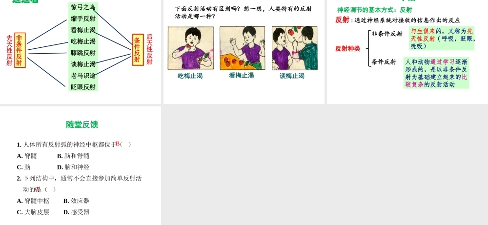 八年级生物上册 6.16.1《人体的神经调节》第2课时课件2 （新版）苏科版-（新版）苏科级上册生物课件
