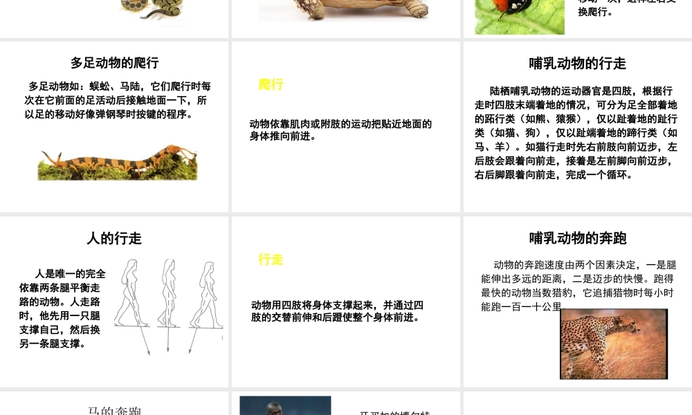 八年级生物上册 第15章 第1节 动物运动的方式课件2（新版）北师大版