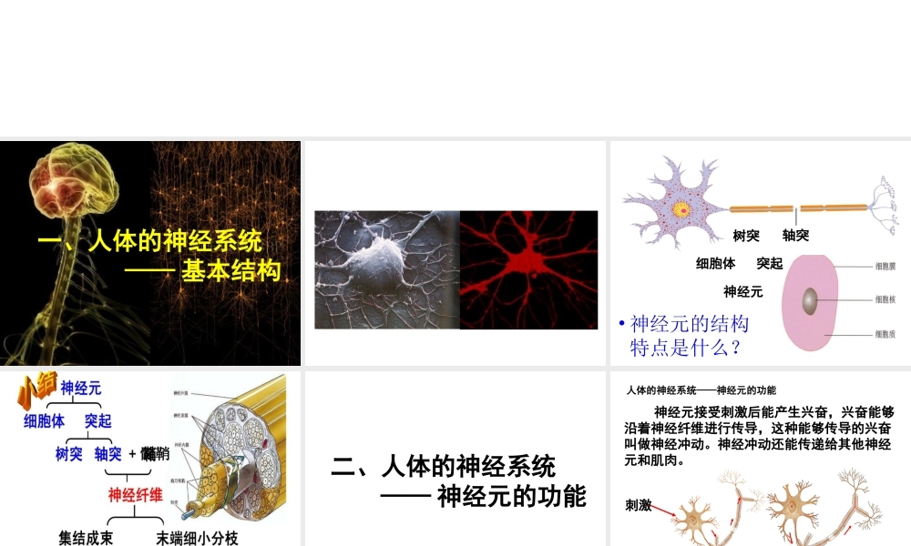 八年级生物上册 6.16.1《人体的神经调节》课件 （新版）苏科版-（新版）苏科版初中八年级上册生物课件