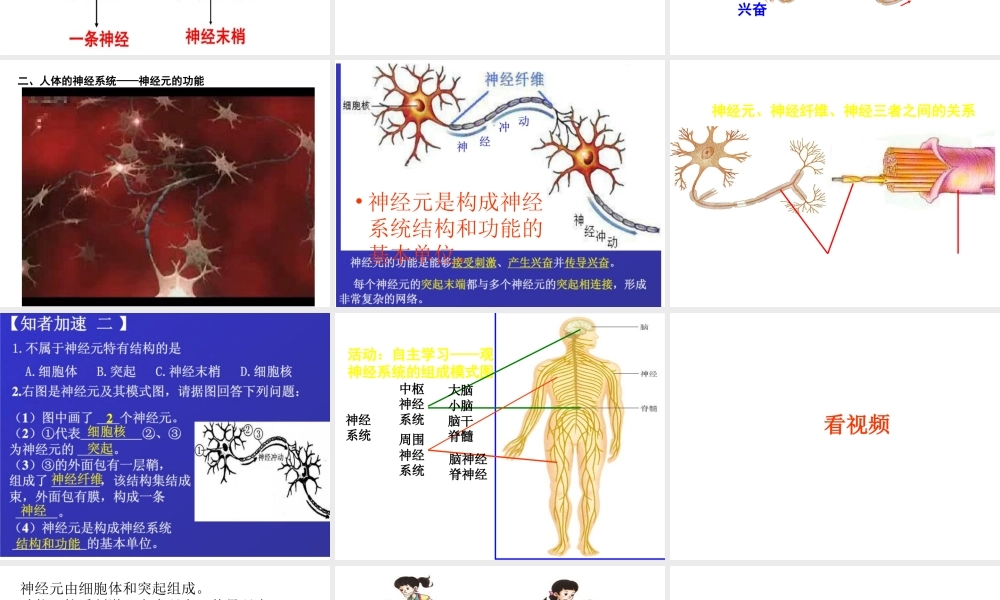 八年级生物上册 6.16.1《人体的神经调节》课件 （新版）苏科版-（新版）苏科版初中八年级上册生物课件