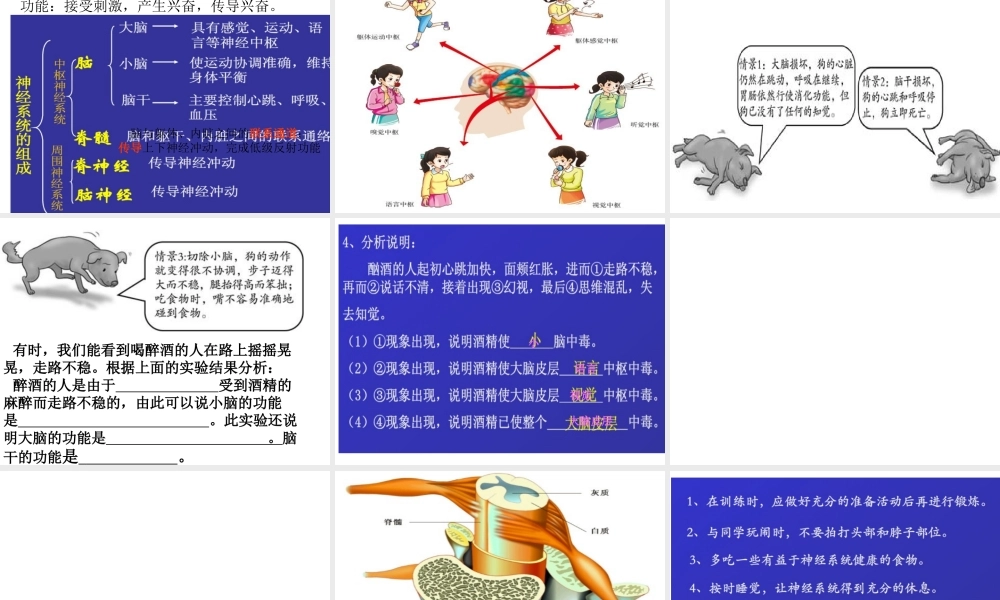 八年级生物上册 6.16.1《人体的神经调节》课件 （新版）苏科版-（新版）苏科版初中八年级上册生物课件