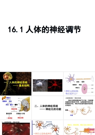 八年级生物上册 6.16.1《人体的神经调节》课件 （新版）苏科版-（新版）苏科版初中八年级上册生物课件