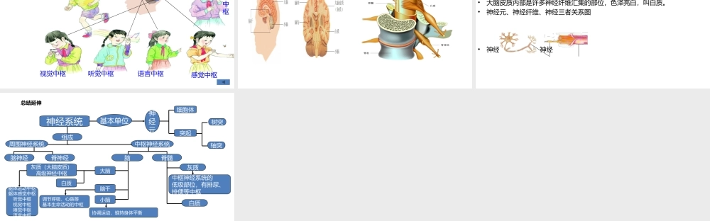 八年级生物上册 6.16.1人体的神经调节（第1课时）课件 （新版）苏科版-（新版）苏科级上册生物课件