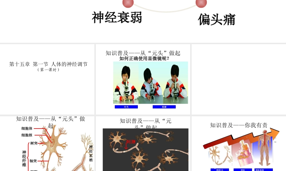 八年级生物上册 第15章 第1节 人体的神经调节课件 苏科版