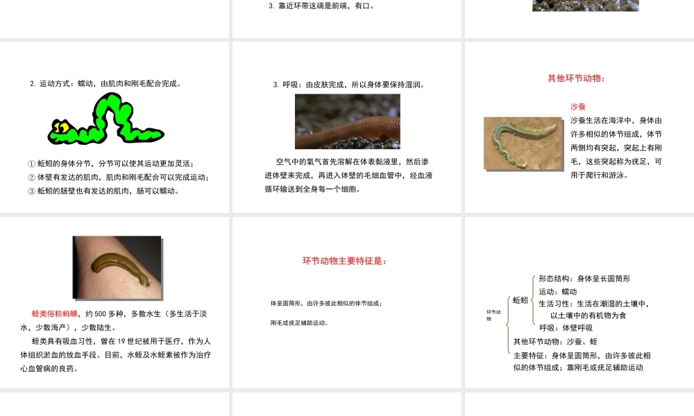 八年级生物上册 7.1.2线形动物和环节动物（第2课时）课件 鲁科版五四制-鲁科版初中八年级上册生物课件