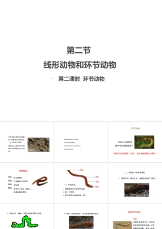 八年级生物上册 7.1.2线形动物和环节动物（第2课时）课件 鲁科版五四制-鲁科级上册生物课件
