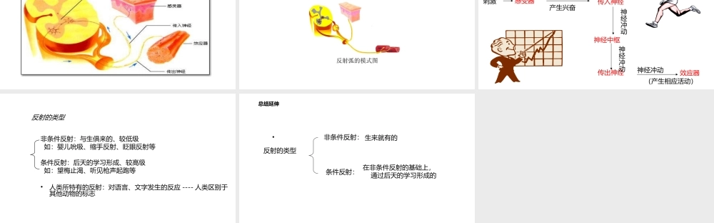 八年级生物上册 6.16.1人体的神经调节（第2课时）课件 （新版）苏科版-（新版）苏科级上册生物课件