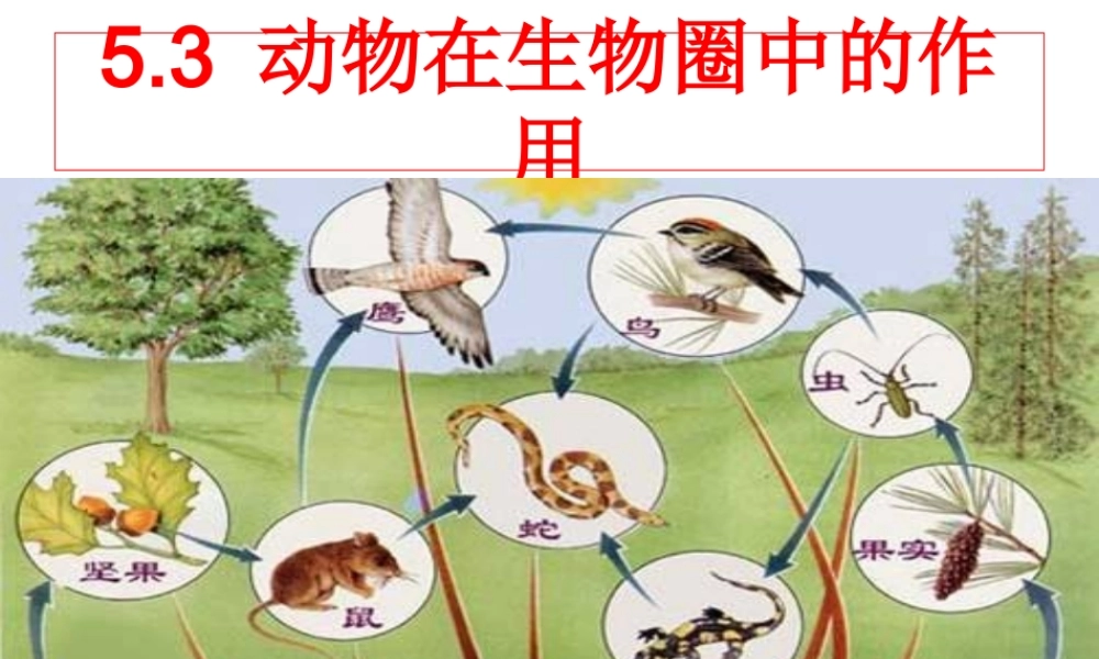 八年级生物上册 5.3动物在生物圈中的作用课件 （新版）新人教版-（新版）新人教版初中八年级上册生物课件