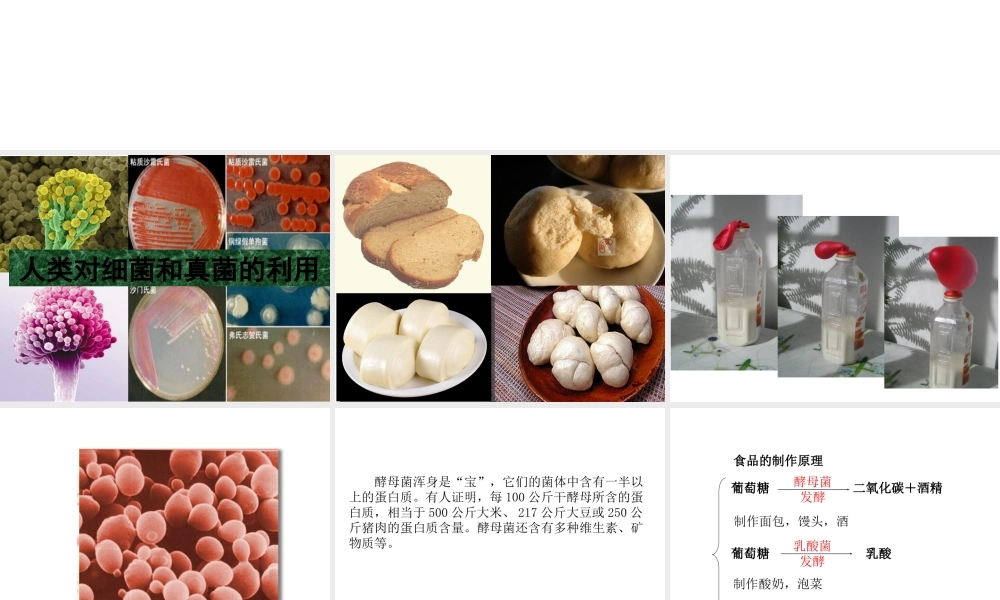 八年级生物上册 5.4.5 人类对细菌和真菌的利用教学课件 （新版）新人教版-（新版）新人教级上册生物课件