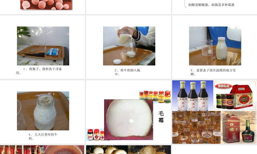 八年级生物上册 5.4.5 人类对细菌和真菌的利用教学课件 （新版）新人教版-（新版）新人教级上册生物课件