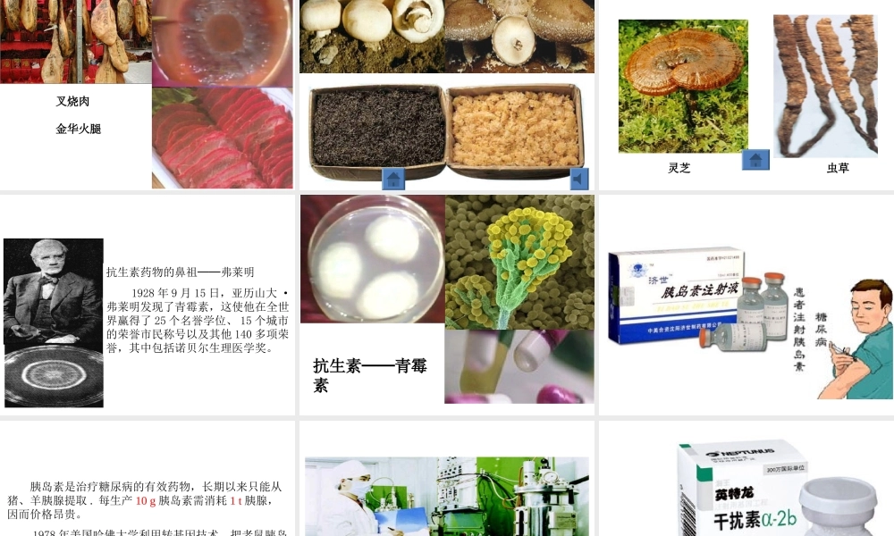 八年级生物上册 5.4.5 人类对细菌和真菌的利用教学课件 （新版）新人教版-（新版）新人教级上册生物课件