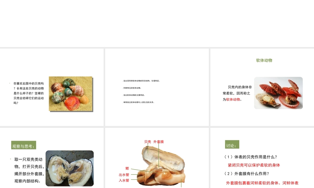 八年级生物上册 7.1.3《软体动物与节肢动物》（第1课时）课件 鲁科版五四制-鲁科级上册生物课件