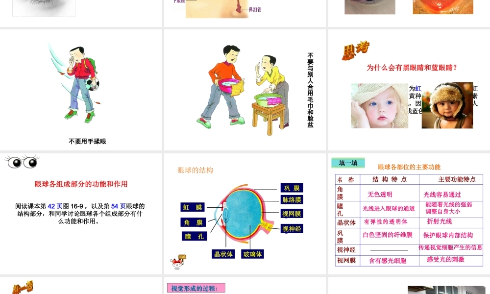 八年级生物上册 6.16.2《人体对信息的感知》第1课时课件2 （新版）苏科版-（新版）苏科版初中八年级上册生物课件