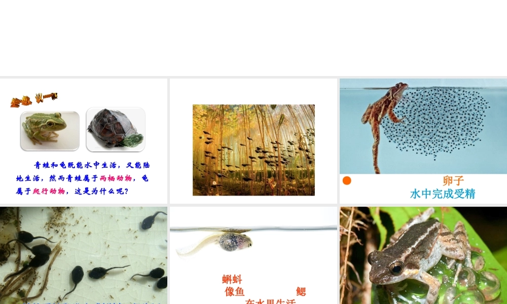八年级生物上册 5.1.5《两栖动物和爬行动物》课件3 （新版）新人教版-（新版）新人教版初中八年级上册生物课件