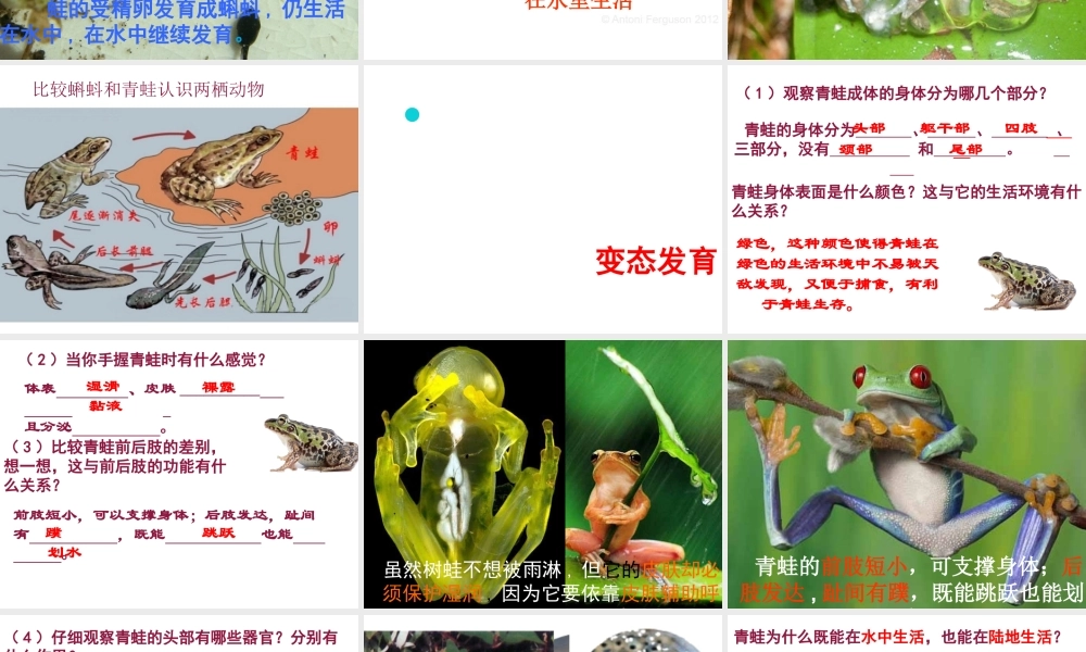 八年级生物上册 5.1.5《两栖动物和爬行动物》课件3 （新版）新人教版-（新版）新人教版初中八年级上册生物课件
