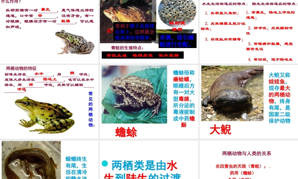 八年级生物上册 5.1.5《两栖动物和爬行动物》课件3 （新版）新人教版-（新版）新人教版初中八年级上册生物课件