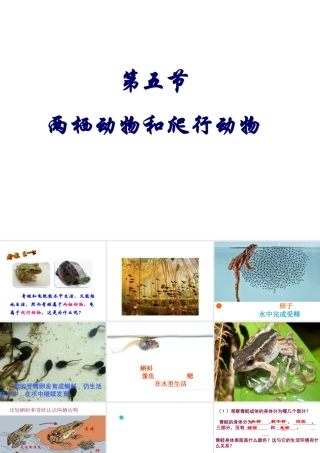 八年级生物上册 5.1.5《两栖动物和爬行动物》课件3 （新版）新人教版-（新版）新人教版初中八年级上册生物课件