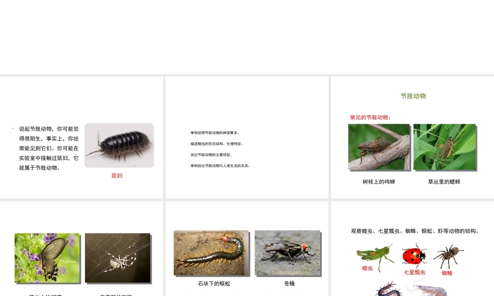 八年级生物上册 7.1.3《软体动物与节肢动物》（第2课时）课件 鲁科版五四制-鲁科版初中八年级上册生物课件