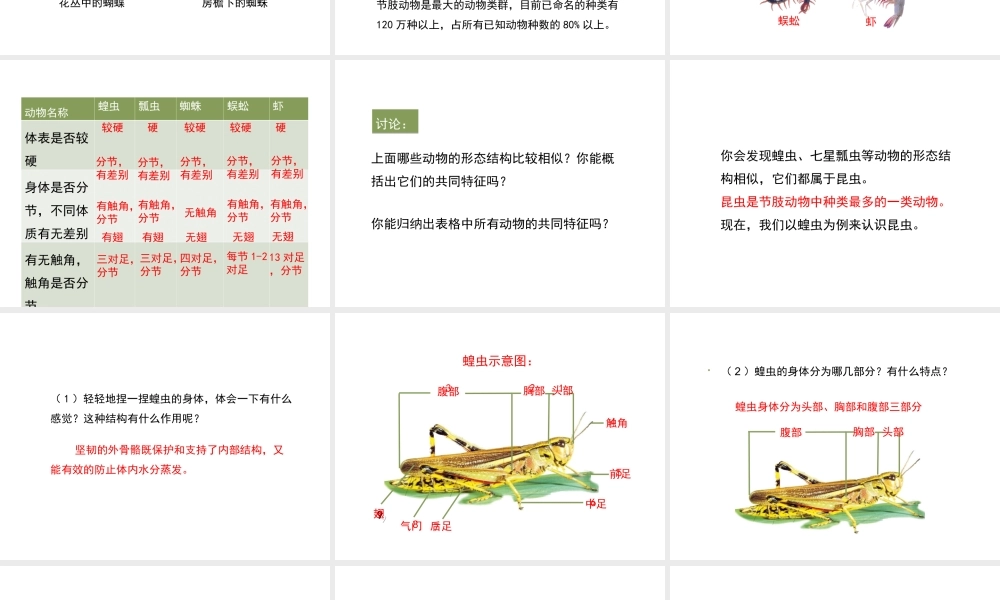 八年级生物上册 7.1.3《软体动物与节肢动物》（第2课时）课件 鲁科版五四制-鲁科版初中八年级上册生物课件