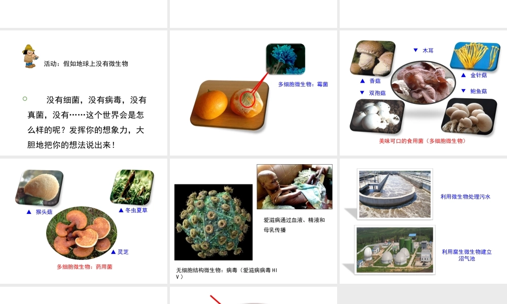 八年级生物上册 5.4 微生物在生物圈中的作用课件 （新版）冀教版-（新版）冀教版初中八年级上册生物课件