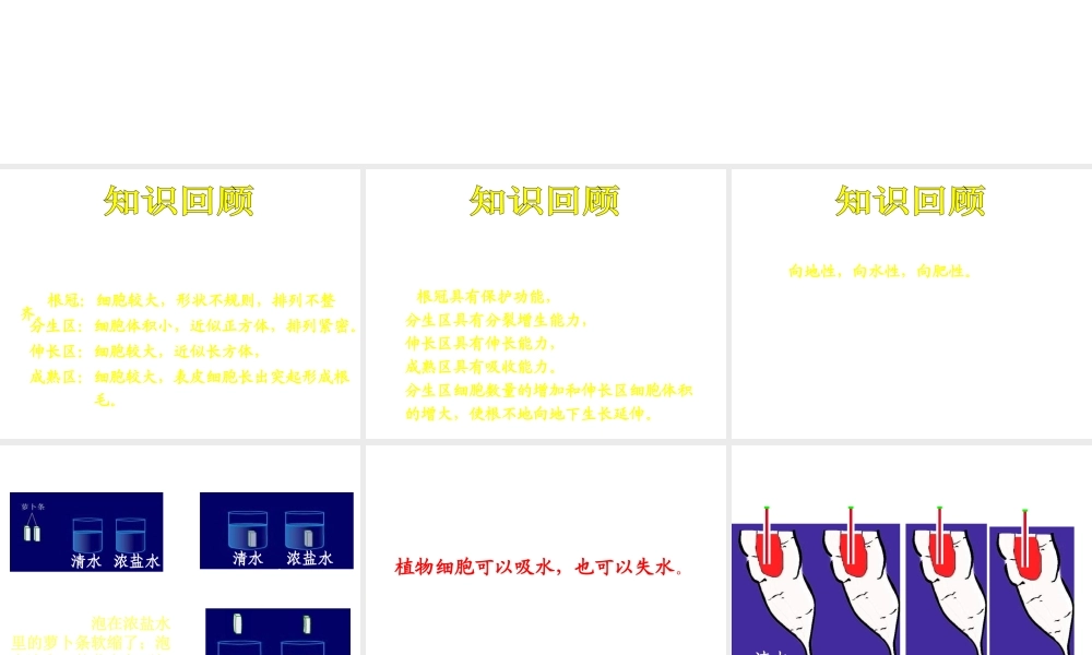 八年级生物上册 根对水分的吸收课件 冀教版