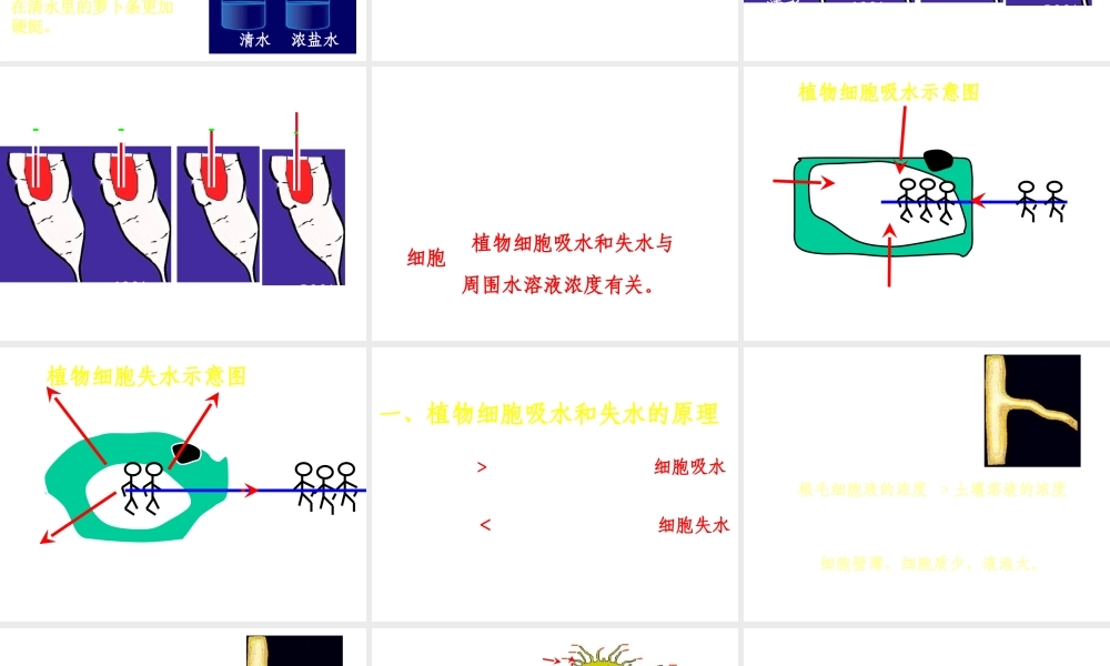 八年级生物上册 根对水分的吸收课件 冀教版