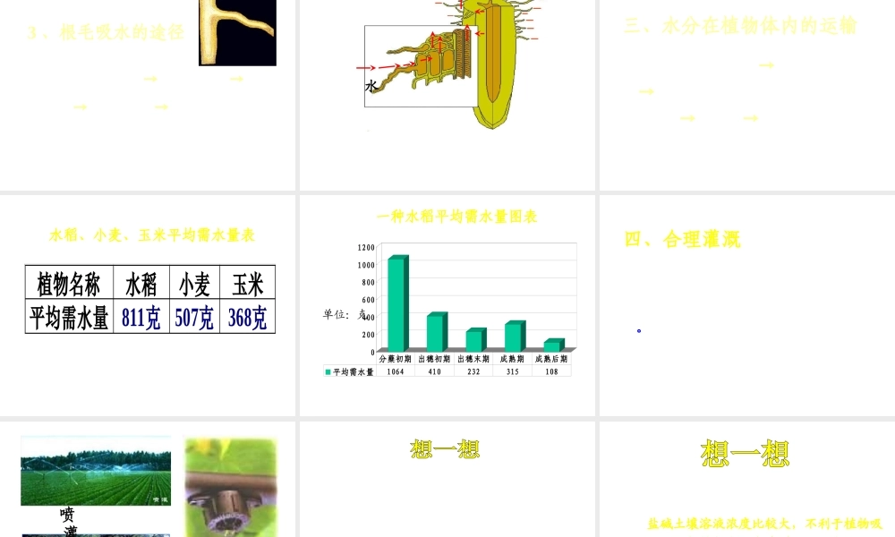 八年级生物上册 根对水分的吸收课件 冀教版