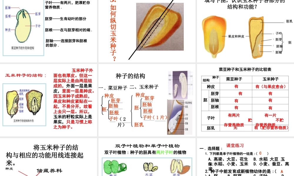 八年级生物上册 果实和种子的形成 济南版