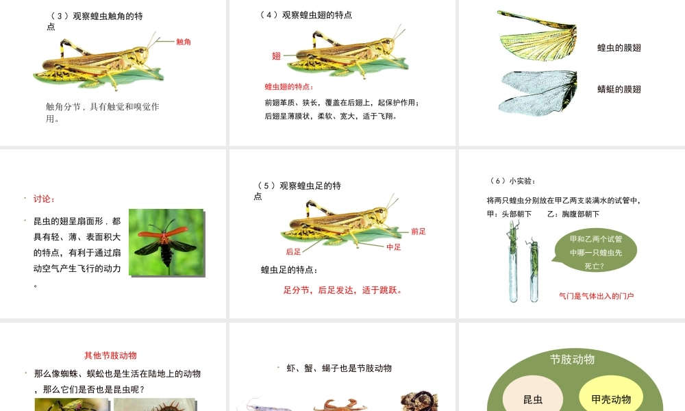 八年级生物上册 7.1.3《软体动物与节肢动物》（第2课时）课件 鲁科版五四制-鲁科级上册生物课件