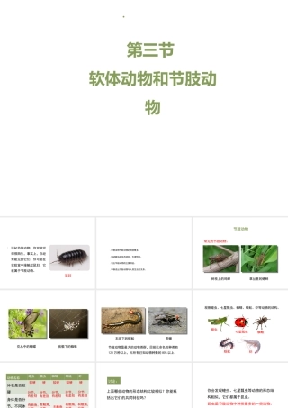 八年级生物上册 7.1.3《软体动物与节肢动物》（第2课时）课件 鲁科版五四制-鲁科级上册生物课件