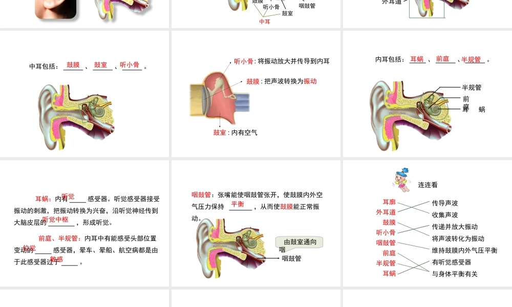 八年级生物上册 6.16.2《人体对信息的感知》第2课时课件1 （新版）苏科版-（新版）苏科级上册生物课件