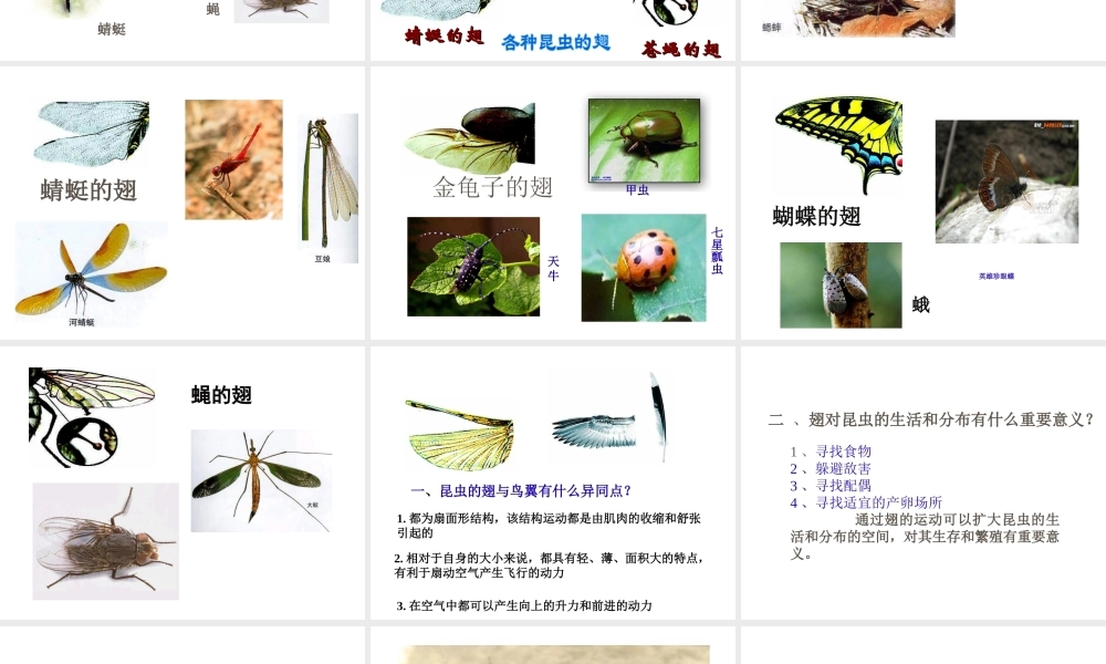 八年级生物上册 空中飞行的动物（第二课时）课件 人教新课标版