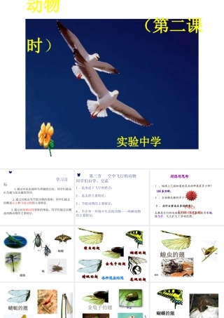 八年级生物上册 空中飞行的动物（第二课时）课件 人教新课标版