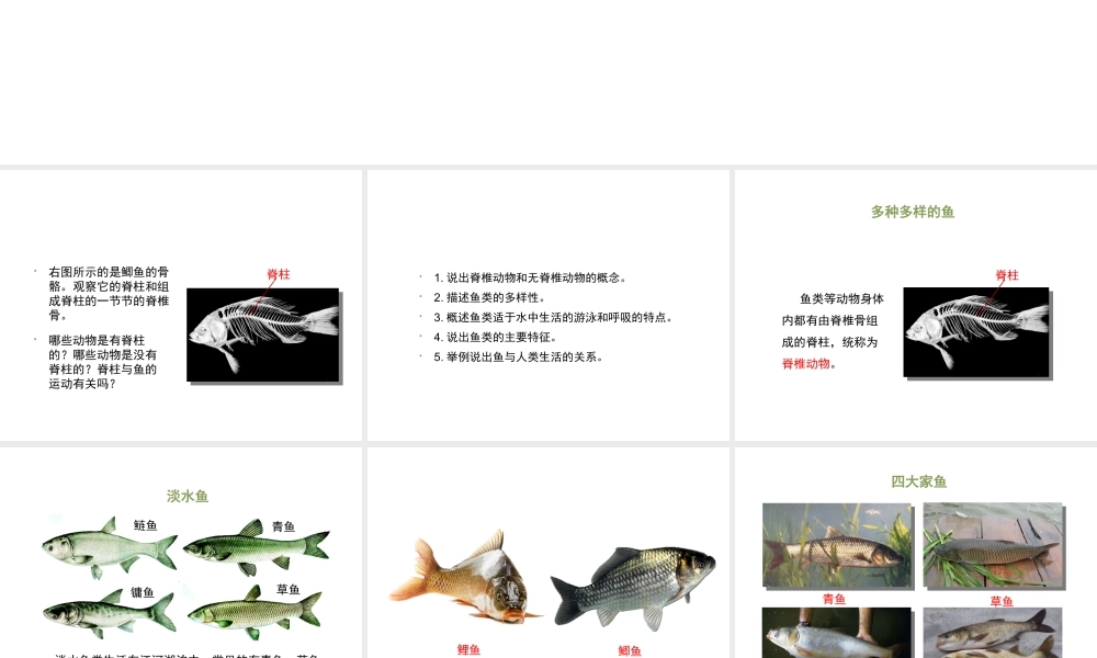 八年级生物上册 7.1.4 鱼类课件 鲁科版五四制-鲁科版初中八年级上册生物课件