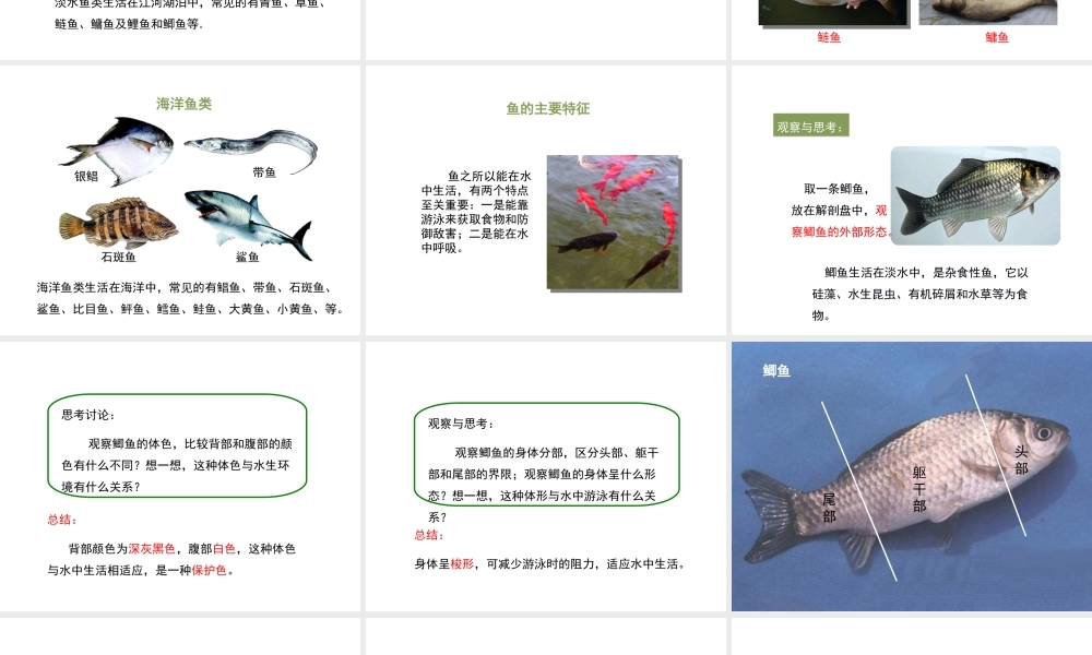 八年级生物上册 7.1.4 鱼类课件 鲁科版五四制-鲁科版初中八年级上册生物课件