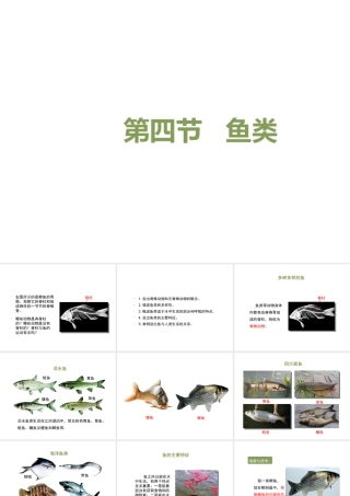 八年级生物上册 7.1.4 鱼类课件 鲁科版五四制-鲁科版初中八年级上册生物课件