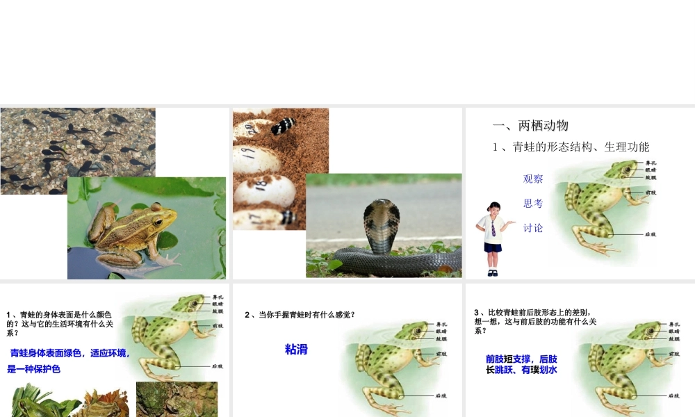 八年级生物上册 5.1.5《两栖动物和爬行动物》课件4 （新版）新人教版-（新版）新人教版初中八年级上册生物课件
