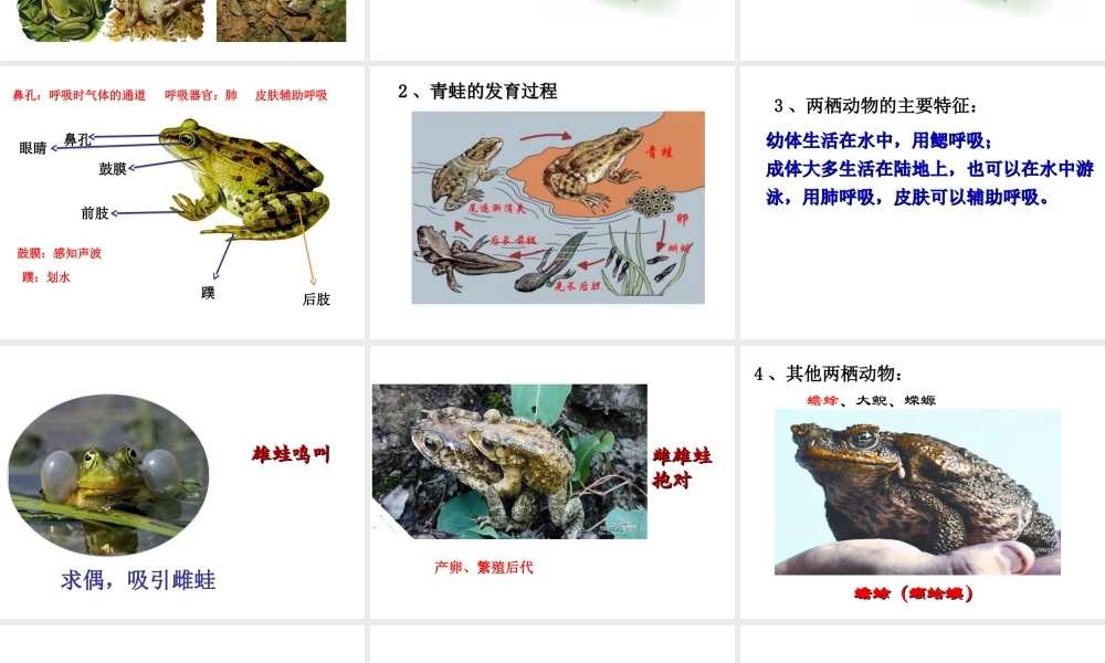 八年级生物上册 5.1.5《两栖动物和爬行动物》课件4 （新版）新人教版-（新版）新人教版初中八年级上册生物课件