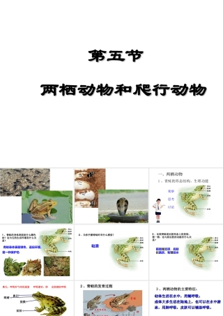八年级生物上册 5.1.5《两栖动物和爬行动物》课件4 （新版）新人教版-（新版）新人教版初中八年级上册生物课件