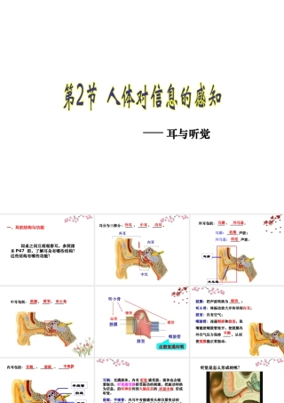 八年级生物上册 6.16.2《人体对信息的感知》第2课时课件2 （新版）苏科版-（新版）苏科级上册生物课件