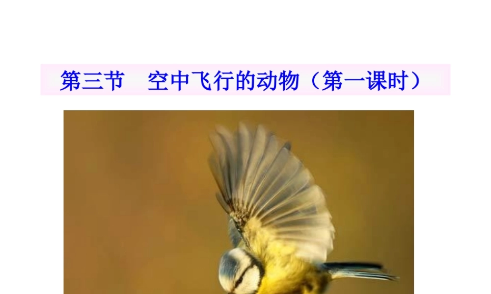 八年级生物上册 空中飞行的动物（第一课时）说课课件 人教新课标版