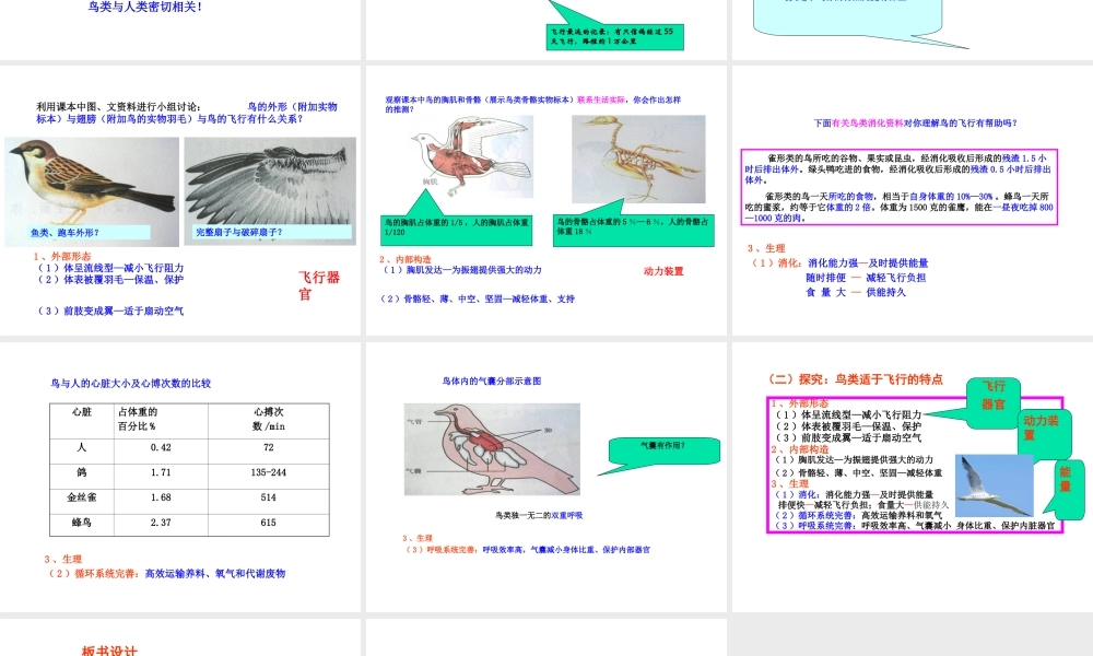 八年级生物上册 空中飞行的动物（第一课时）说课课件 人教新课标版
