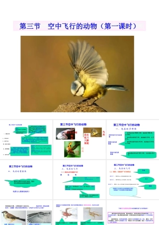 八年级生物上册 空中飞行的动物（第一课时）说课课件 人教新课标版