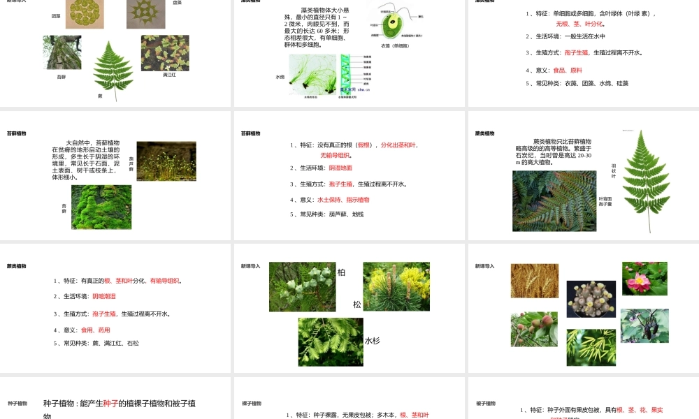 八年级生物上册 5.14.1《五彩缤纷的植物世界》课件 （新版）苏教版-（新版）苏教版初中八年级上册生物课件