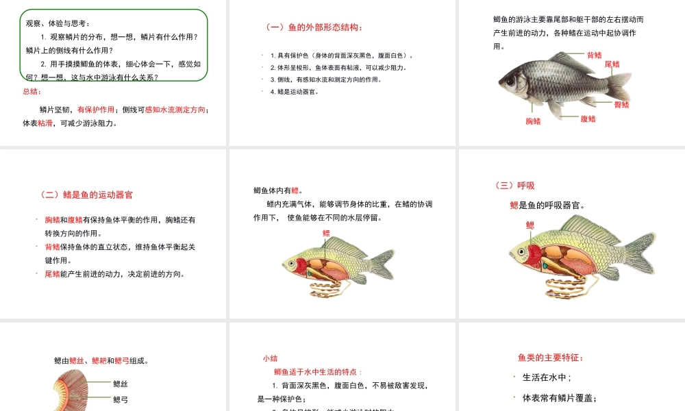 八年级生物上册 7.1.4 鱼类课件 鲁科版五四制-鲁科级上册生物课件