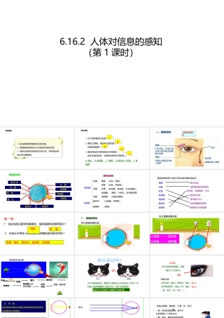 八年级生物上册 6.16.2人体对信息的感知（第1课时）课件 （新版）苏科版-（新版）苏科版初中八年级上册生物课件
