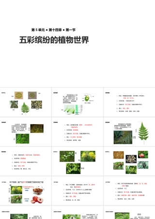 八年级生物上册 5.14.1《五彩缤纷的植物世界》课件 （新版）苏教版-（新版）苏教级上册生物课件