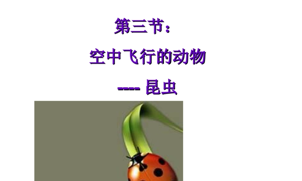 八年级生物上册 空中飞行的动物（鸟）课件 人教新课标版