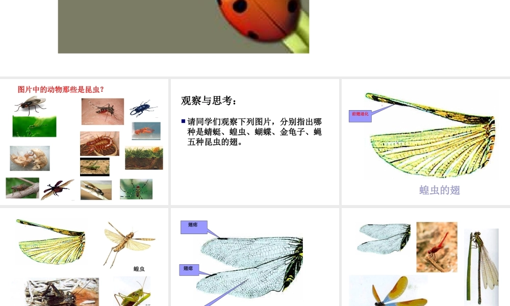 八年级生物上册 空中飞行的动物（鸟）课件 人教新课标版