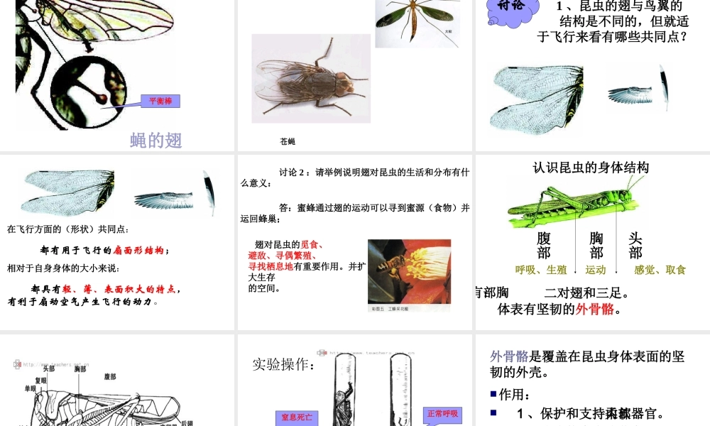 八年级生物上册 空中飞行的动物（鸟）课件 人教新课标版